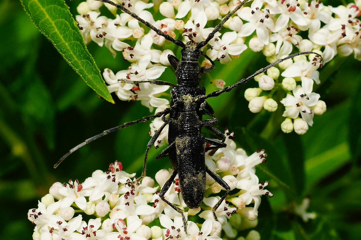 Cerambyx scopolii, Capricorn Beetle